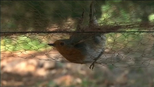 Songbird cyprus poaching 
