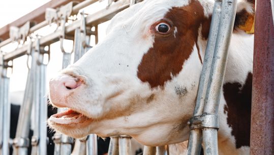 Stock image of cow standing in stall