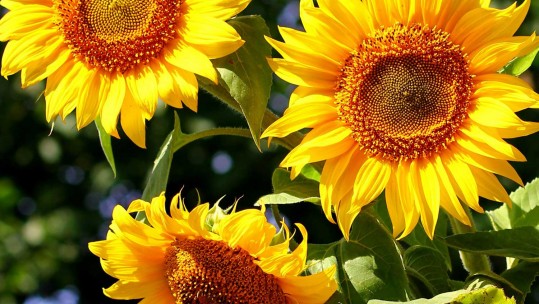 Sunflowers, Sea &amp; Sunshine: The Charity Walk With A Difference