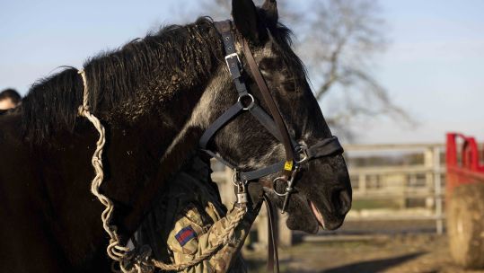 CREDIT MOD THE HORSES ARE PREPARED FOR THEIR RETURN TO STABLES.
