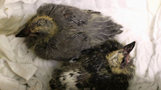 The orphaned pair were nicknamed F-35 and Lightning (Picture: Royal Navy).