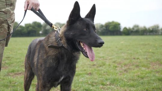 Training dog Nicky from Defence Animal Training Regiment.