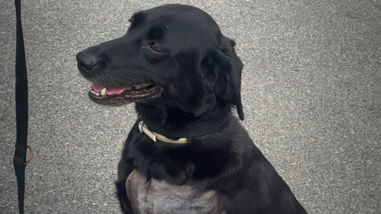 Twitter British military detection dog in Paris CREDIT UK DEFENCE IN FRANCE