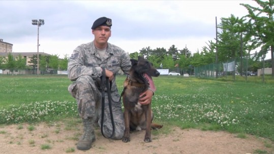 US military working dog 