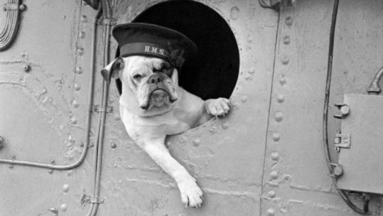 "Venus" the bulldog mascot of the destroyer HMS VANSITTART 1941