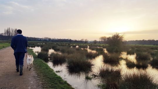 woman walking by a boggy English lake with her dog