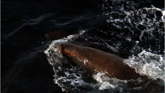 Walrus near Franz Josef Land