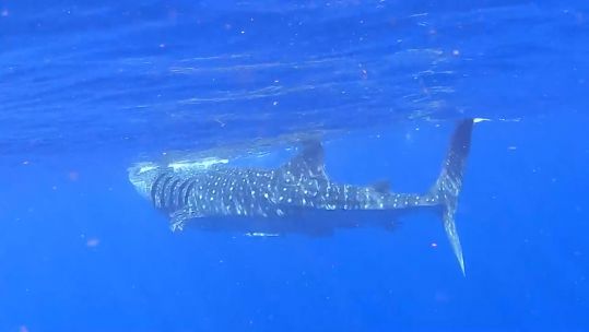 Whale shark swimming alongside HMS Spey