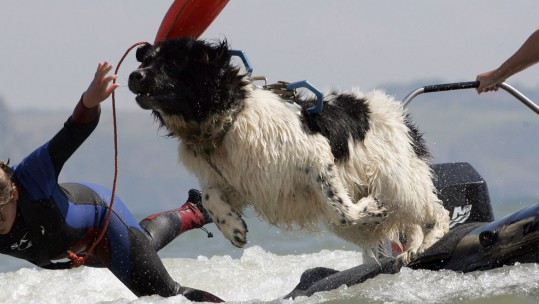 Whizz. The Life Saving Royal Navy Dog Honoured