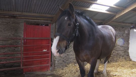 Willa Rose new Welsh Shire Horse training with Household Royal Cavalry to become new Drum Horse 12052021 CREDIT BFBS