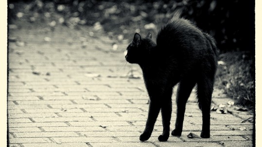 Black Cat