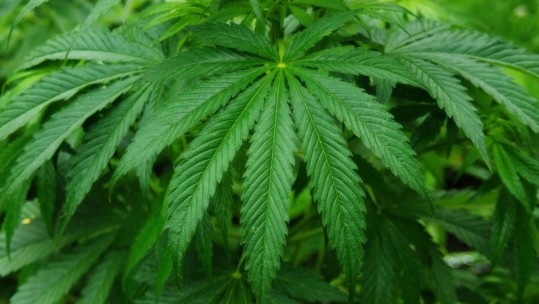 marijuana