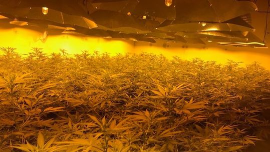Cannabis nuclear bunker 