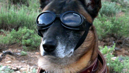 Dog In Goggles 