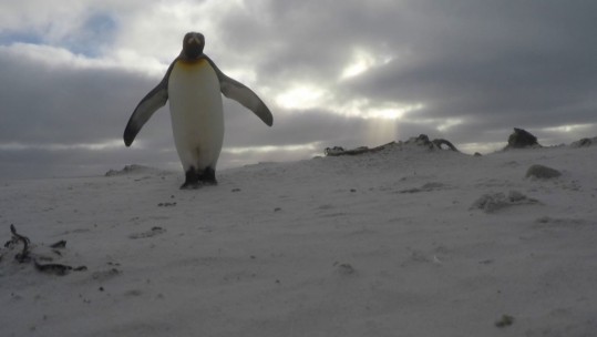 Falklands penguin