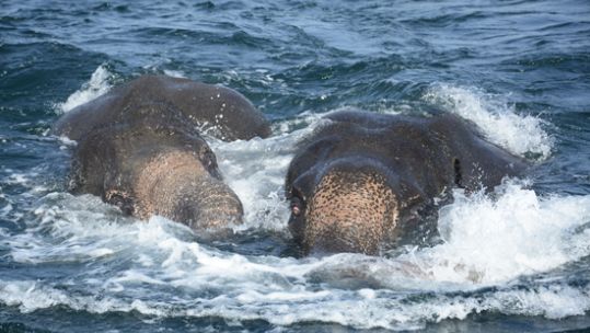 Elephants 
