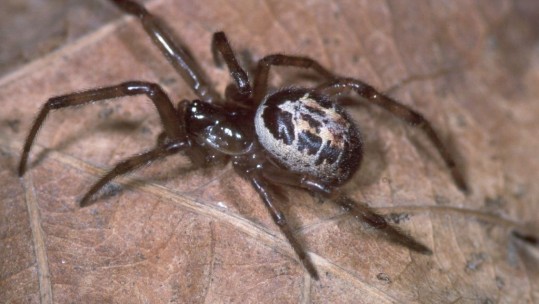 False Widow 