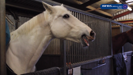 Horse at RA Saddle Club
