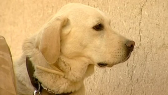 Military Working Dog Posthumously Awarded Dickin Medal