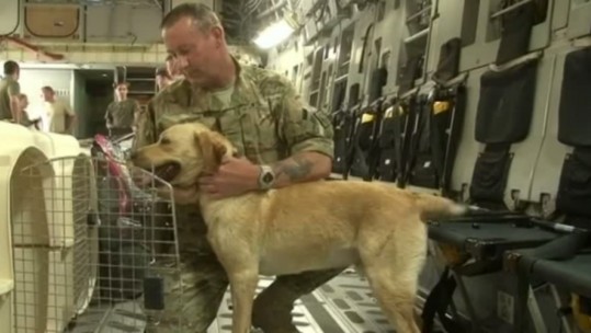 Military Working Dogs Return Home from Afghanistan