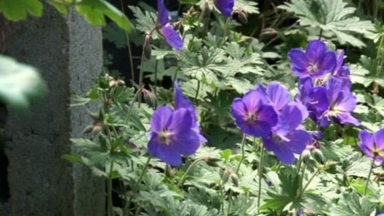 Help For Heroes &quot;Hope on the Horizon&quot; Garden