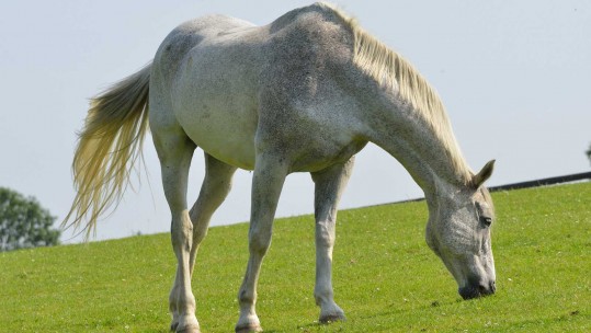 The Retirement Home for Forces Horses