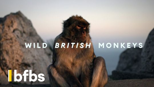 Gibraltar: Wild Monkeys, Pirate Caves and British Force Thumbnail. Credit BFBS Creative