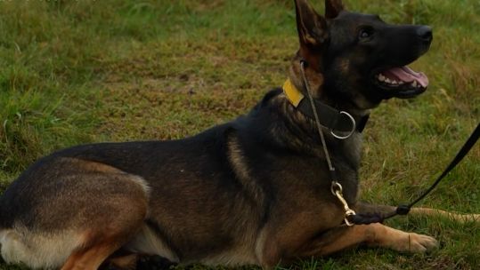 military dog training at St Georges Barracks in Leicester 231024 CREDIT BFBS