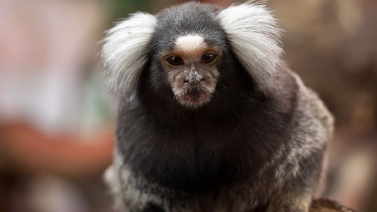 Marmoset monkey used in Porton Down animal testing