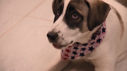 Morale Dog