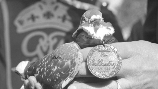 Princess The Pigeon Stand-In