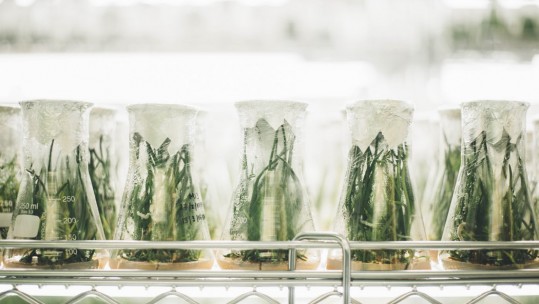 plants in beakers