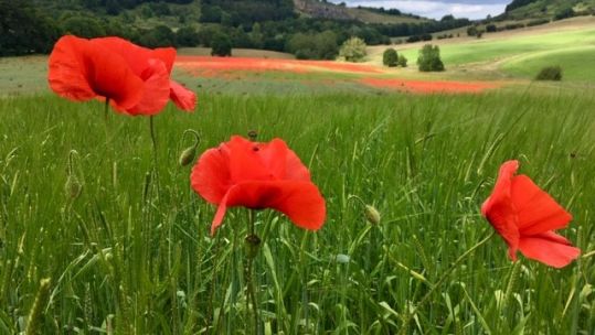Poppies in the field. Credit: David Wells.