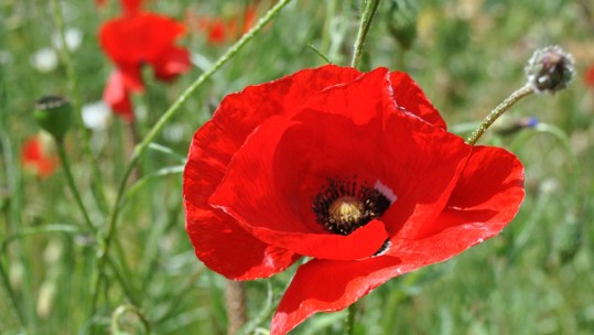 Lord Mayor of Liverpool Searches for Families of Forgotten Heroes