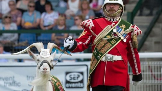 Goat Mascot 
