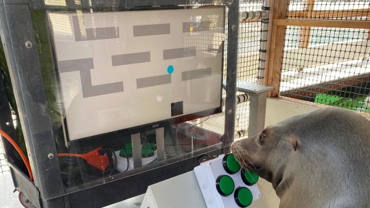 A sea lion has gone through training by the US Navy using video games (Picture: US Navy).