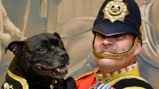 Staffordshire regiment watchman dog