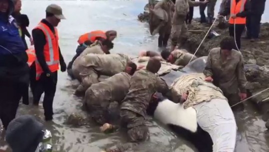 Killer Whale Rescue New Zealand Soldiers