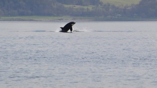 Orca