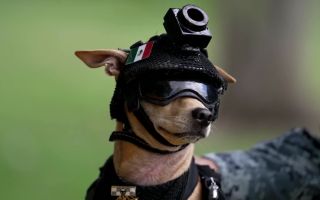 Comando, the pint-sized Chihuahua recruited to Mexico's National Guard (Picture: Mexico's National Guard)
