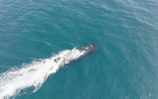 The trial is part of Project Broadsword, which is examining whether US weapons can be easily plugged into British robotic vessels (Picture: MSubs)