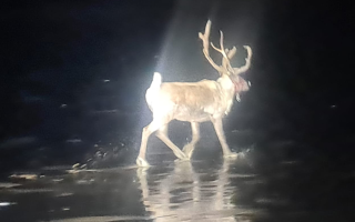 The runaway reindeer was not blessed with a glowing red nose à la Rudolph and could only be spotted with a thermal camera