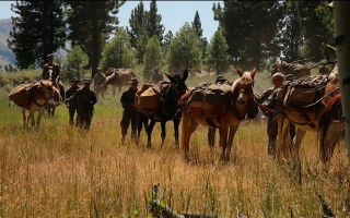 Military Mule School in California for Exercise Green Dagger
