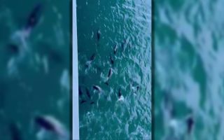 The pod of dolphins swam playfully alongside HMS Queen Elizabeth (Picture: HMS Queen Elizabeth)