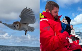 20082026 Fujistu British Soldiers Barn Owl split screen Credit Fujitsu British Soldier.jpg