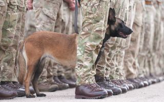 Rikki lines with soldiers to greet the Princess Royal during a visit to Kendrew Barracks in Cottesmore pic PA