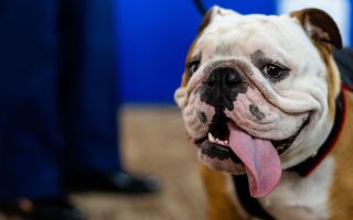 Cpl Chesty XVI, the official Marine Corps mascot, attends the military family dance night at Marine Corps Base Quantico in Nov 2022 CREDIT US Marine Corps