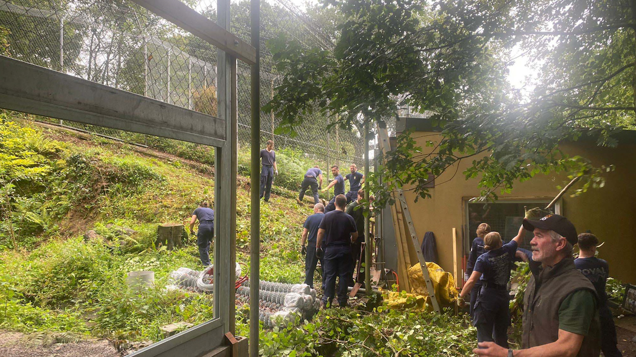 Forty-five members of the crew of HMS St Albans worked at Dartmoor Zoo preparing a new home for an Amur leopard (Picture: Royal Navy).